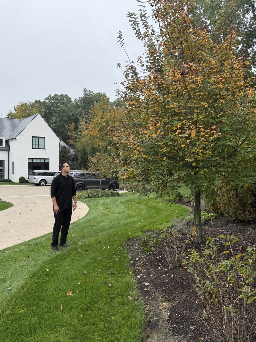 Damon Coon of Pink Tree Care looking up at a maple beside a curved driveway